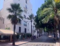 a palm tree on a street